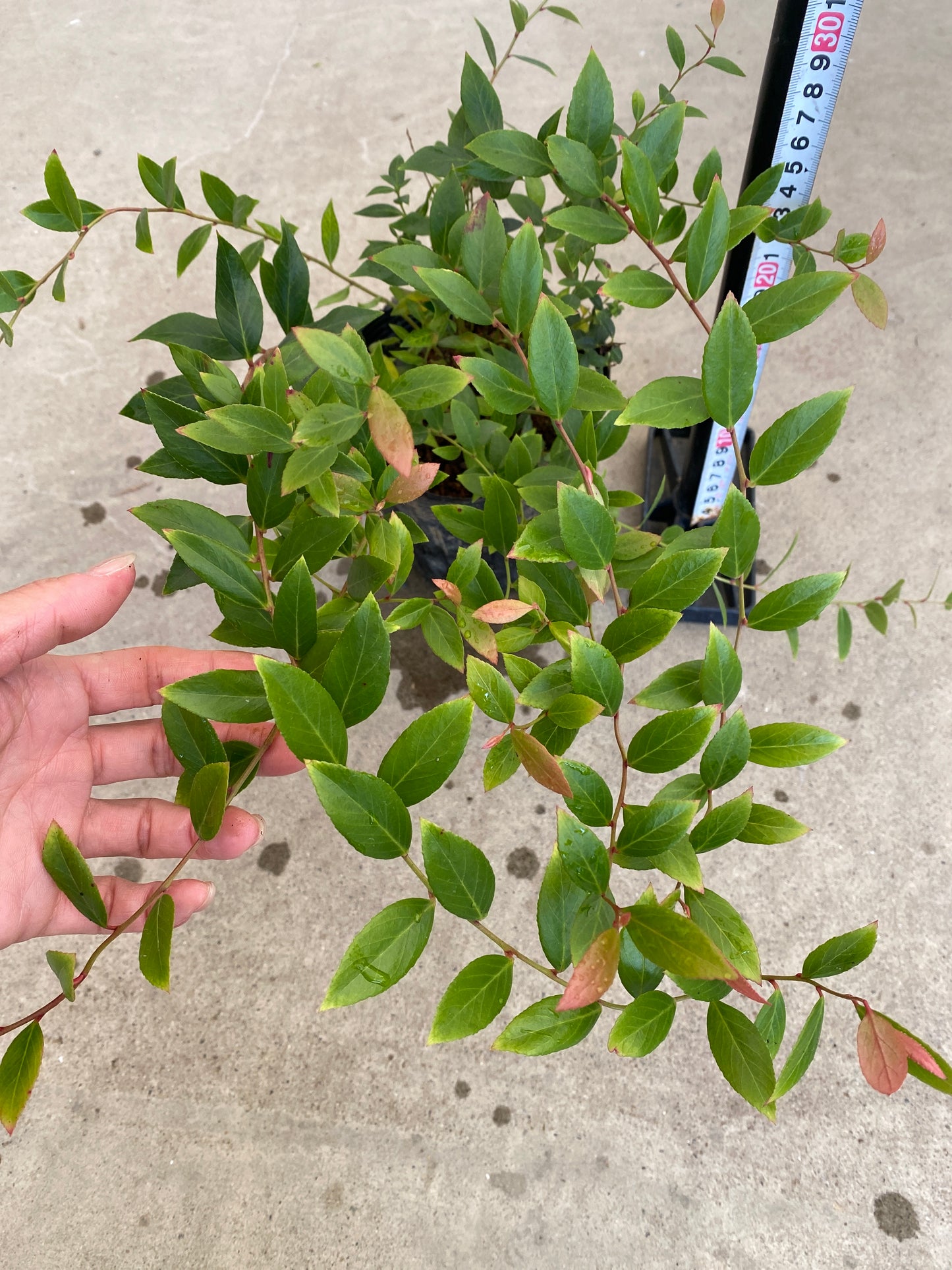 岡本緑花特集　ルコテー　リトルフレーム　5号苗ポット