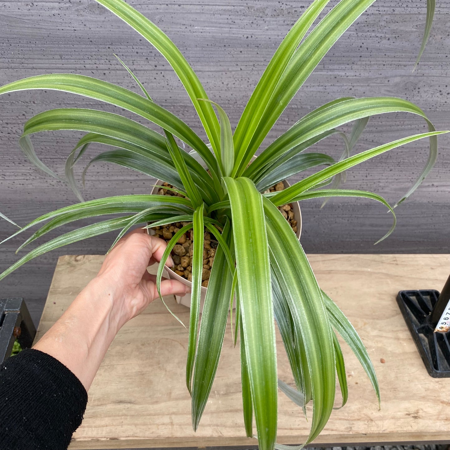 アステリア　シルバーシャドウ　6号スリット鉢/オリジナル色