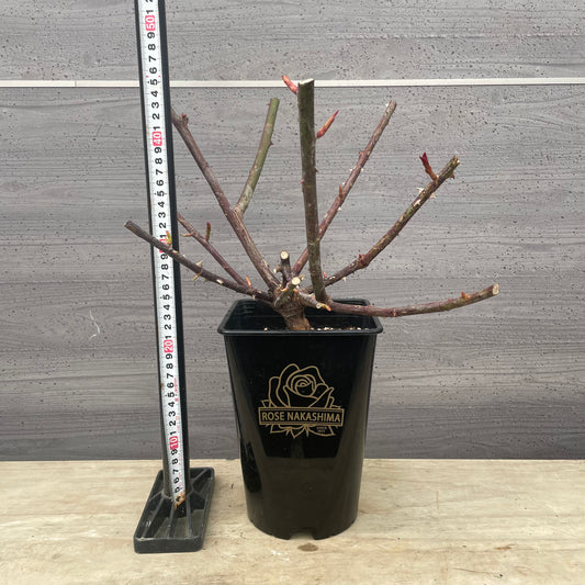 ローズなかしま★フレグランスローズ　エターナル　5号鉢