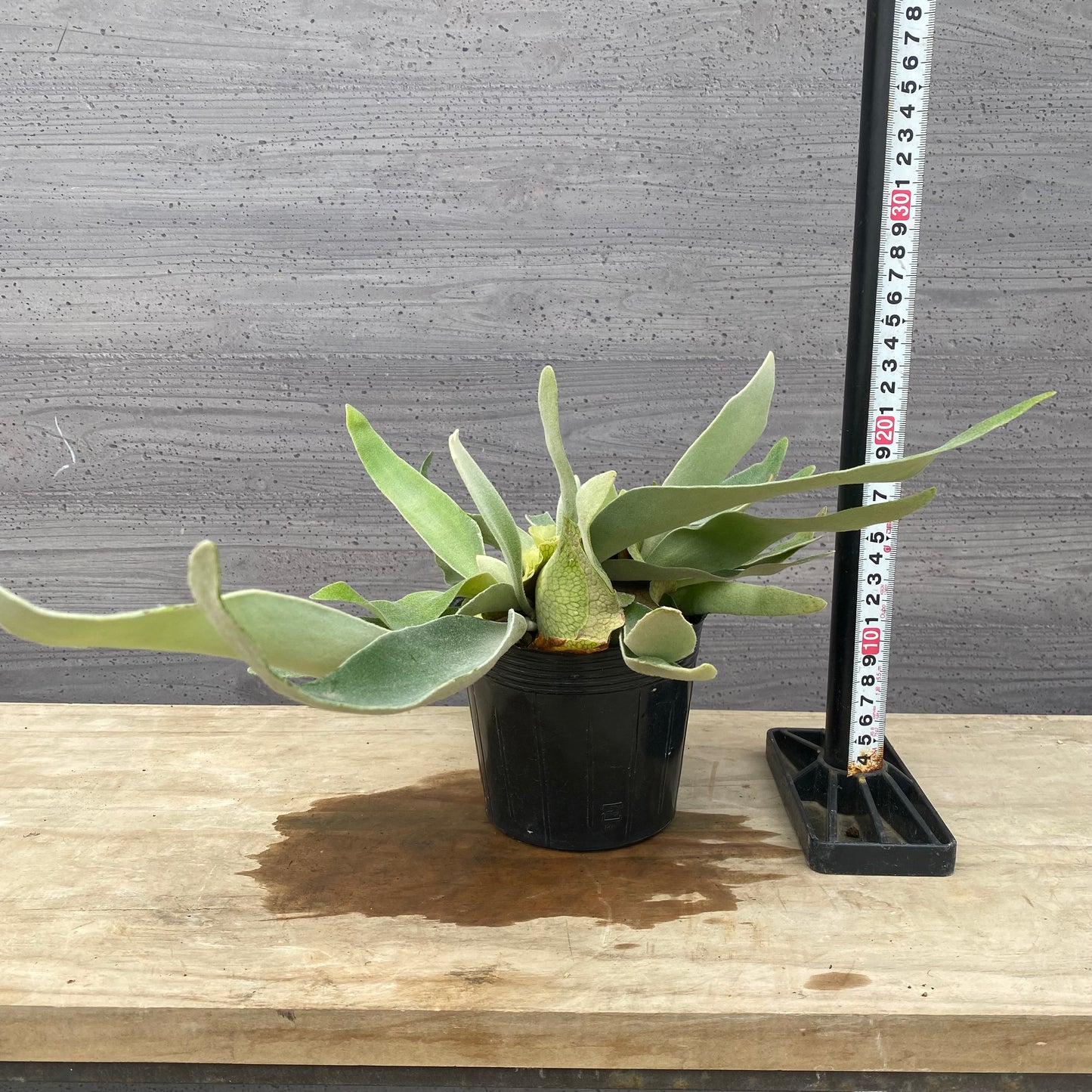 No.1308　ビカクシダ　ヴィーチ　5号苗ポット