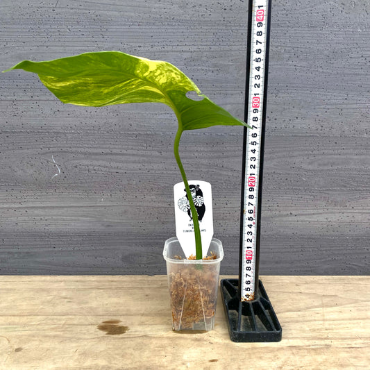 モンステラ　オーレア 枝切水苔仕立て　3号鉢