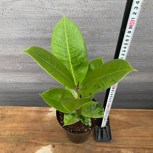 市場仕入れ即売会　No.25020　フィカス　ジン　5号鉢　黒　