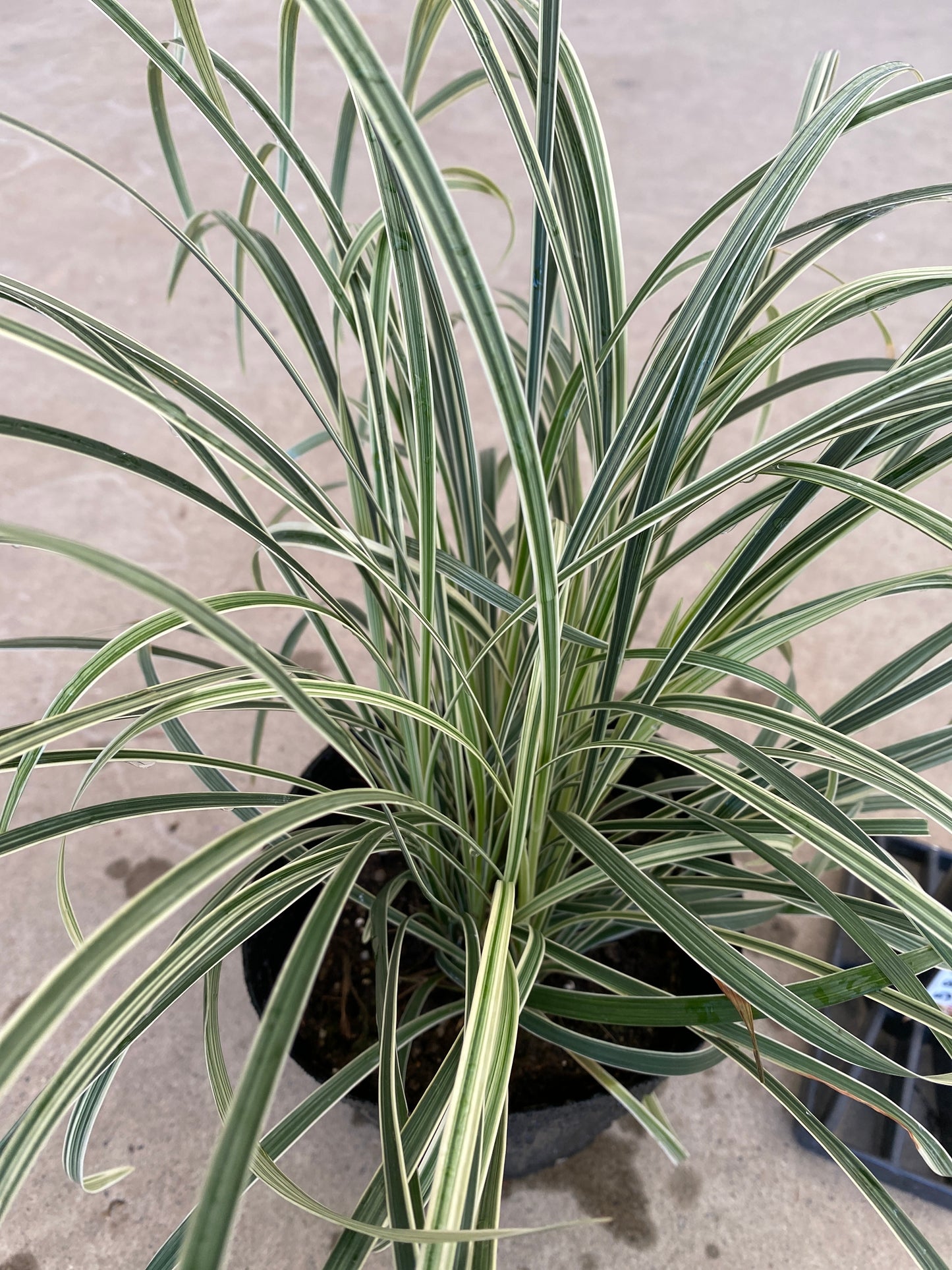 岡本緑花特集　ノシラン　ミスキャンタス　5号苗ポット