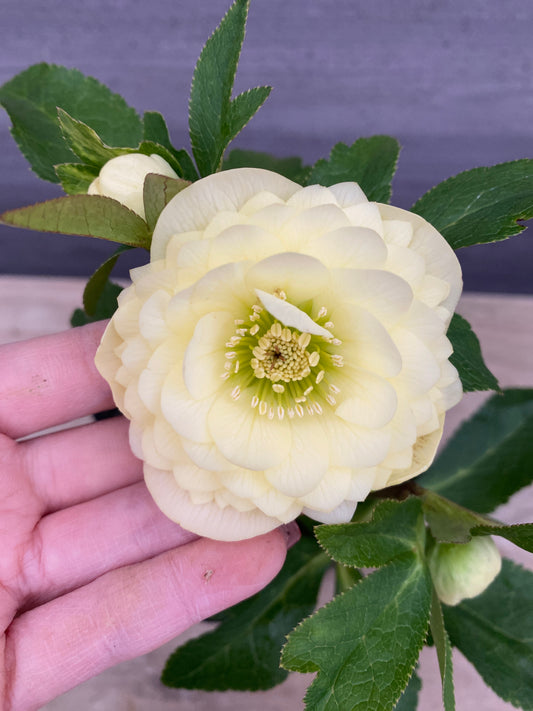 No.05141　横山園芸★クリスマスローズ　プリマドレス　5号苗ポット