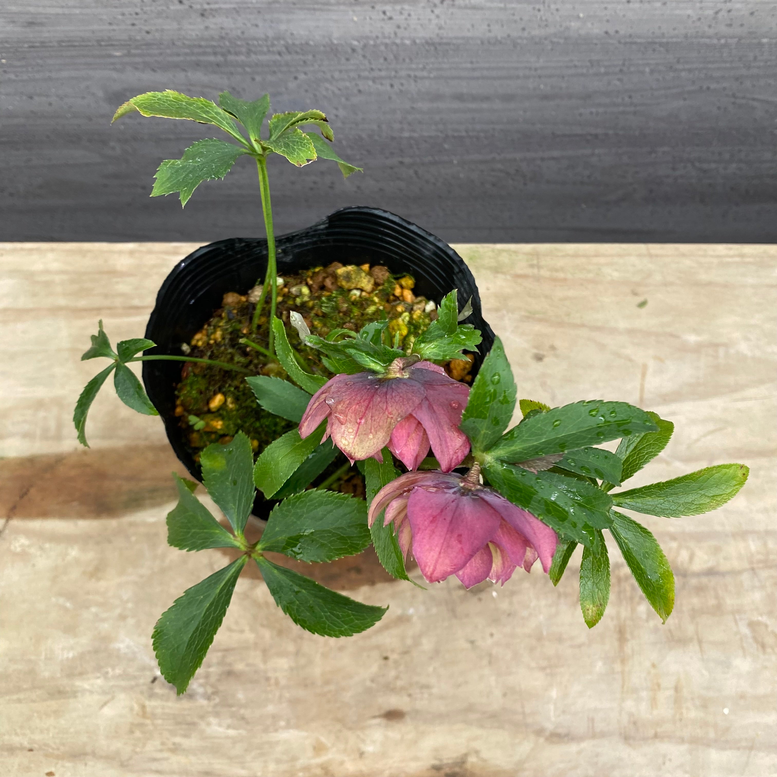 即売会 No.27079 クリスマスローズ ダブル咲き 4.5号苗ポット – 植物家族