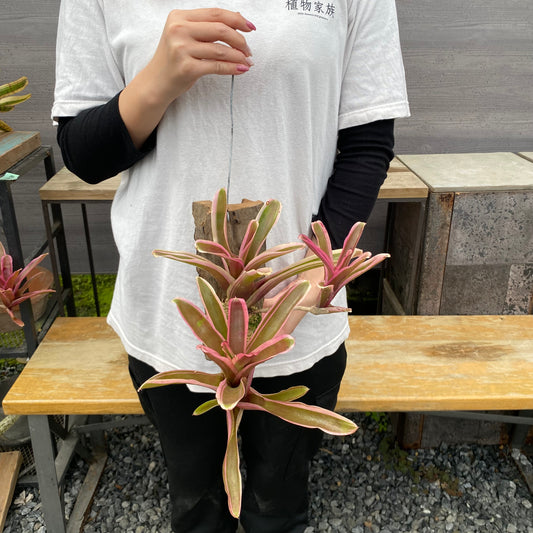 No.26018 ネオレゲリア 流木仕立て