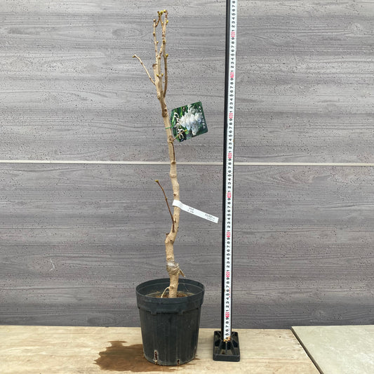 No.1311 ライラック マダムレモイネ 6号鉢