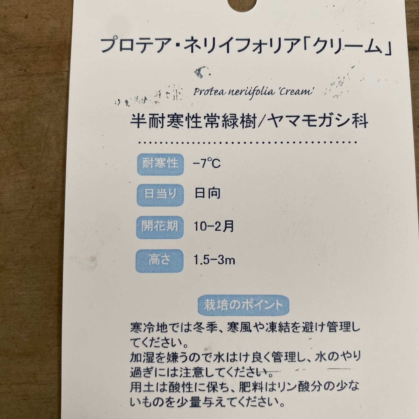 プロテア　ネリイフォリア「クリーム」　5号　スリット鉢/オリジナル色