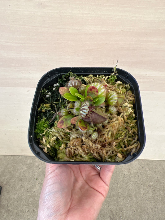 No.17037　食虫植物　セファロタス（フクロユキノシタ）　4号鉢