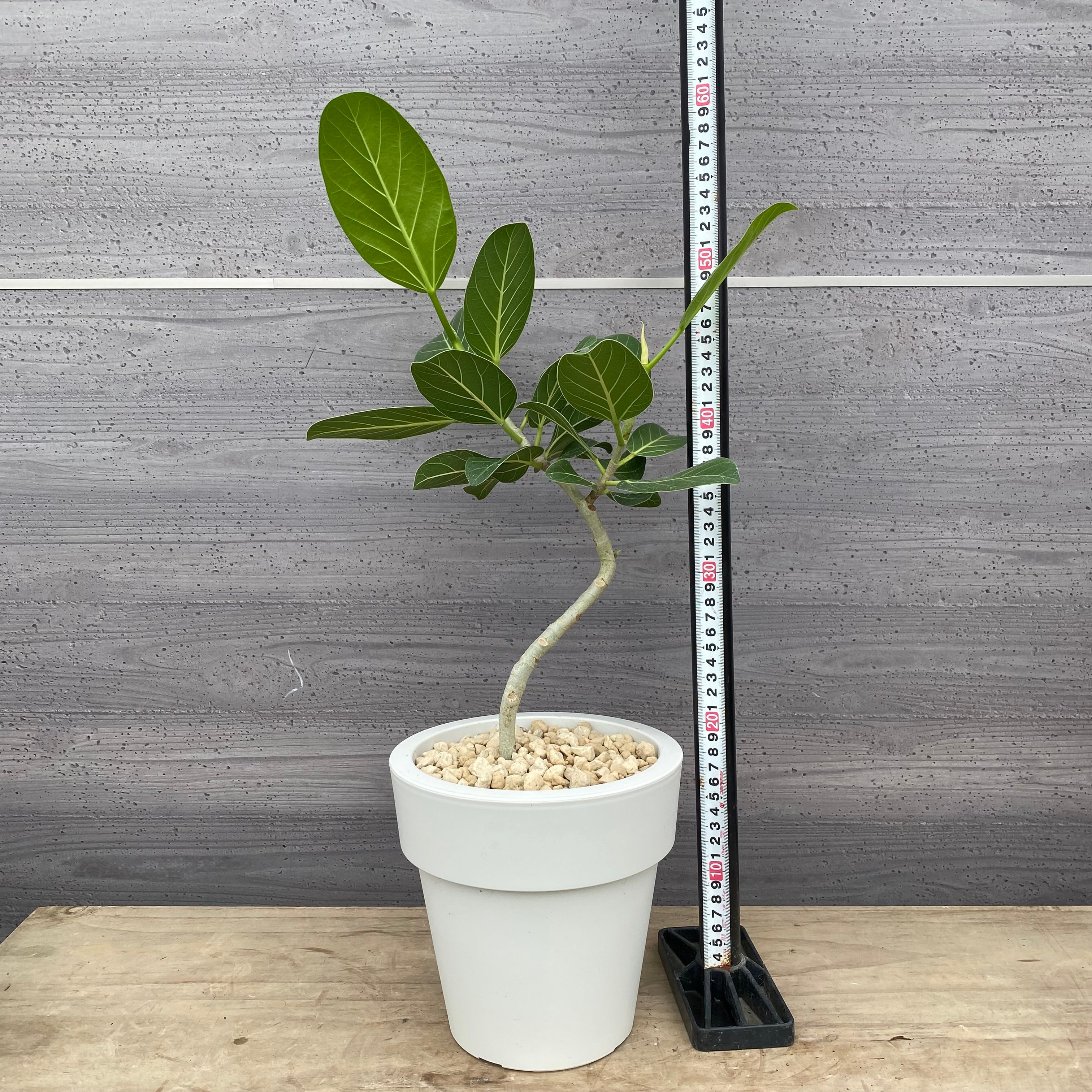 Pickup 全ての商品 – 植物家族