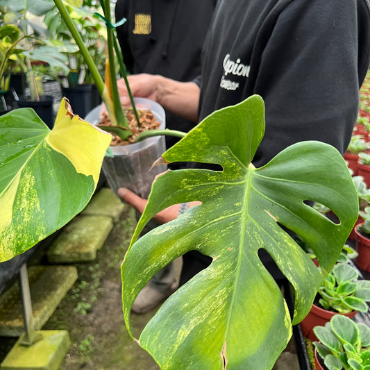 URBAN JUNGLE特集★U16　モンステラ　イエローマリリン　5号鉢