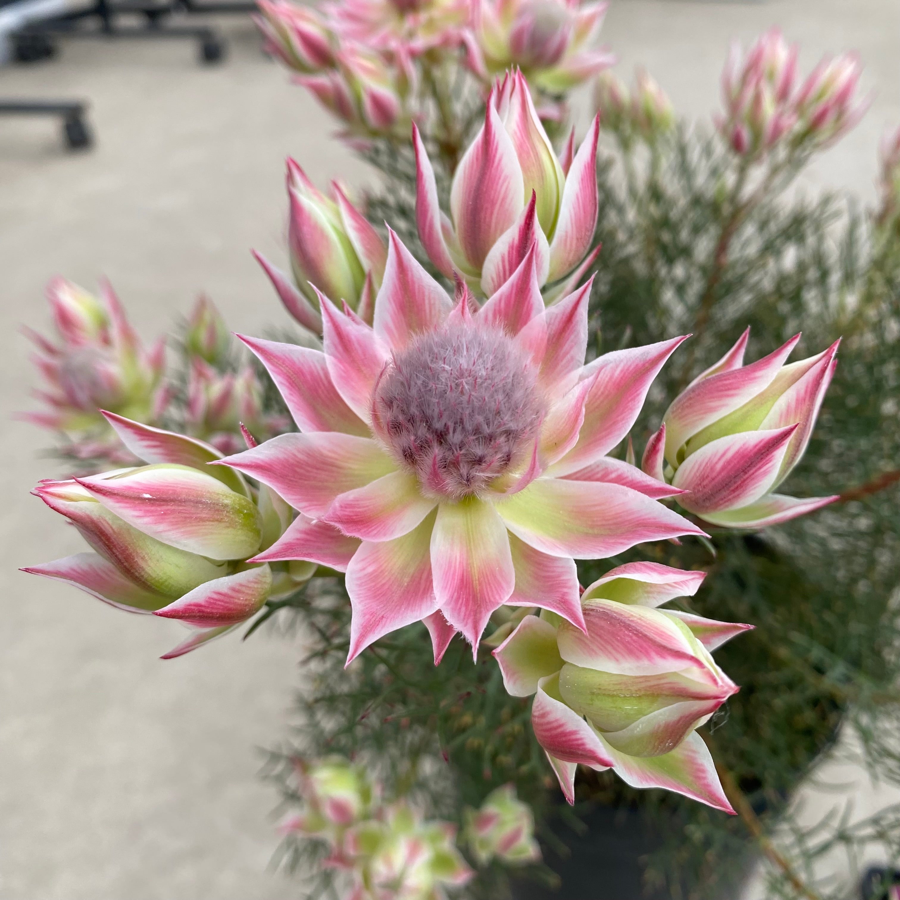 20033 セルリア プリティピンク 7号鉢 – 植物家族