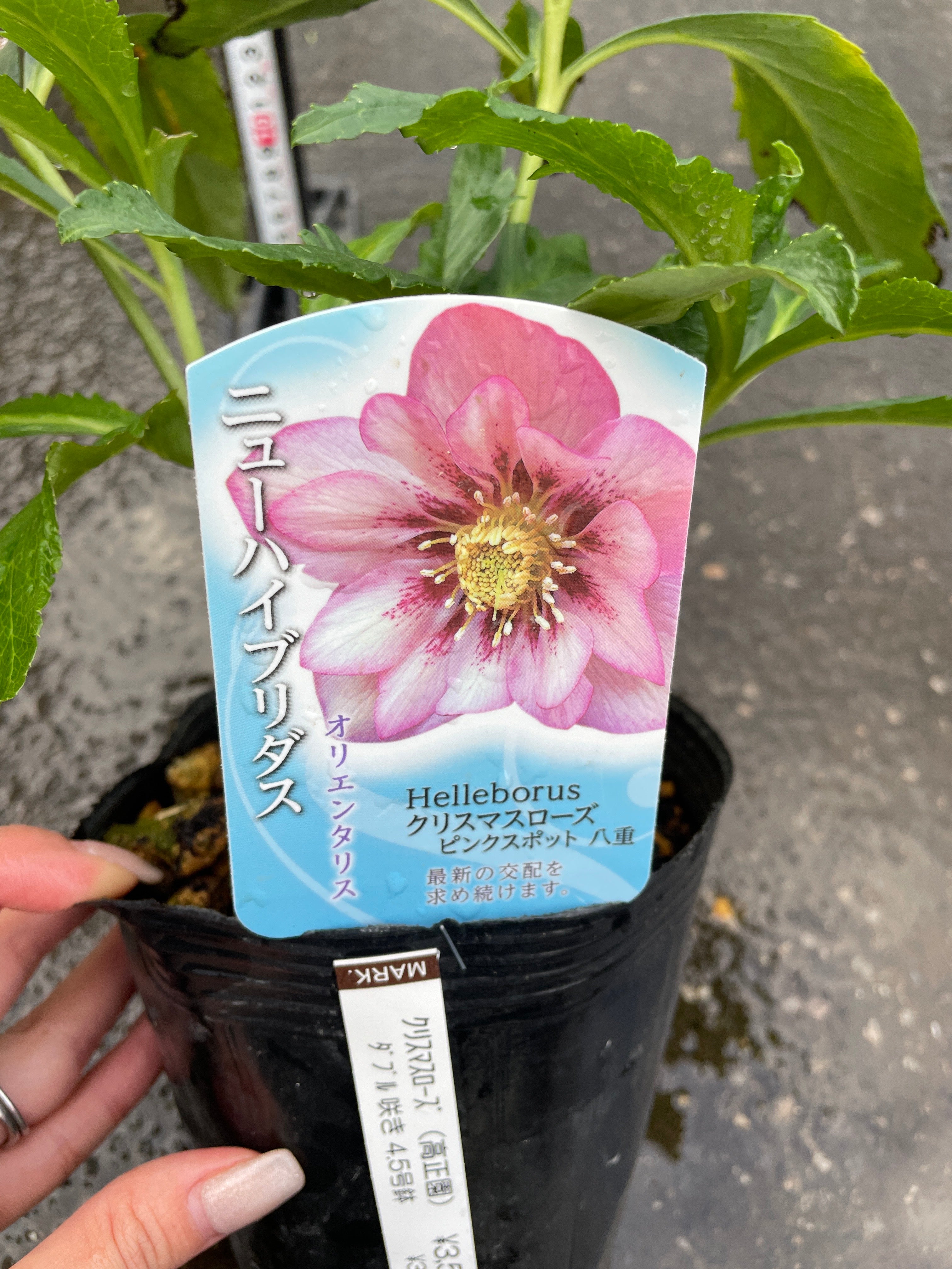 商品 – 植物家族