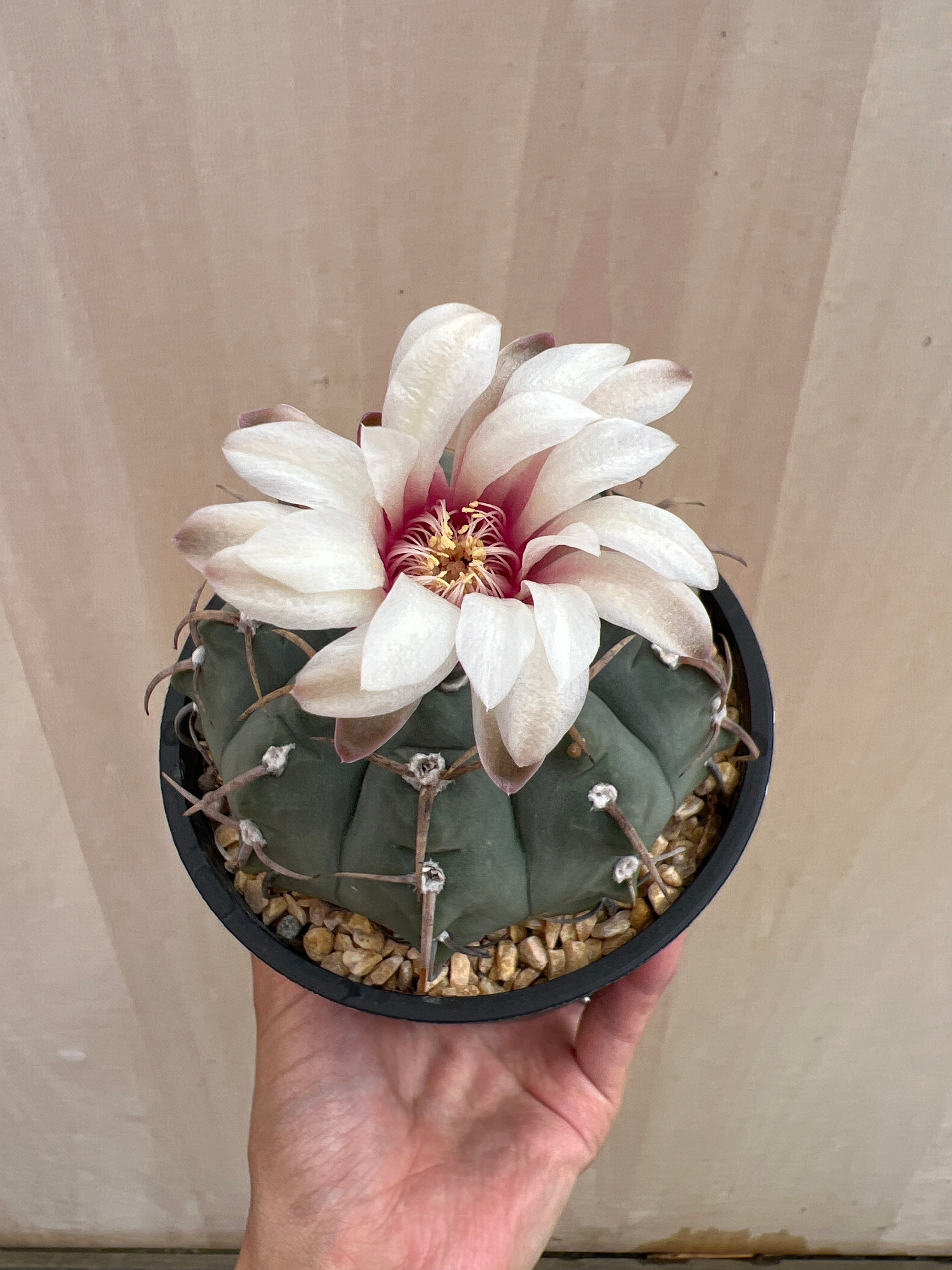 Pickup 全ての商品 – 植物家族