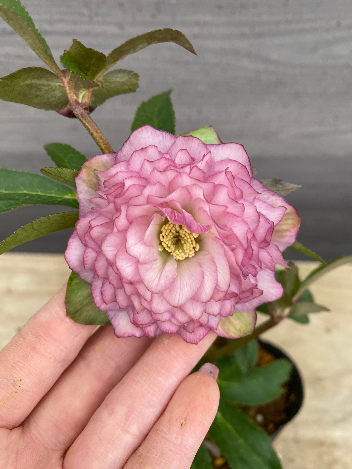 No.05142　横山園芸★クリスマスローズ　プリマドレス　5号苗ポット