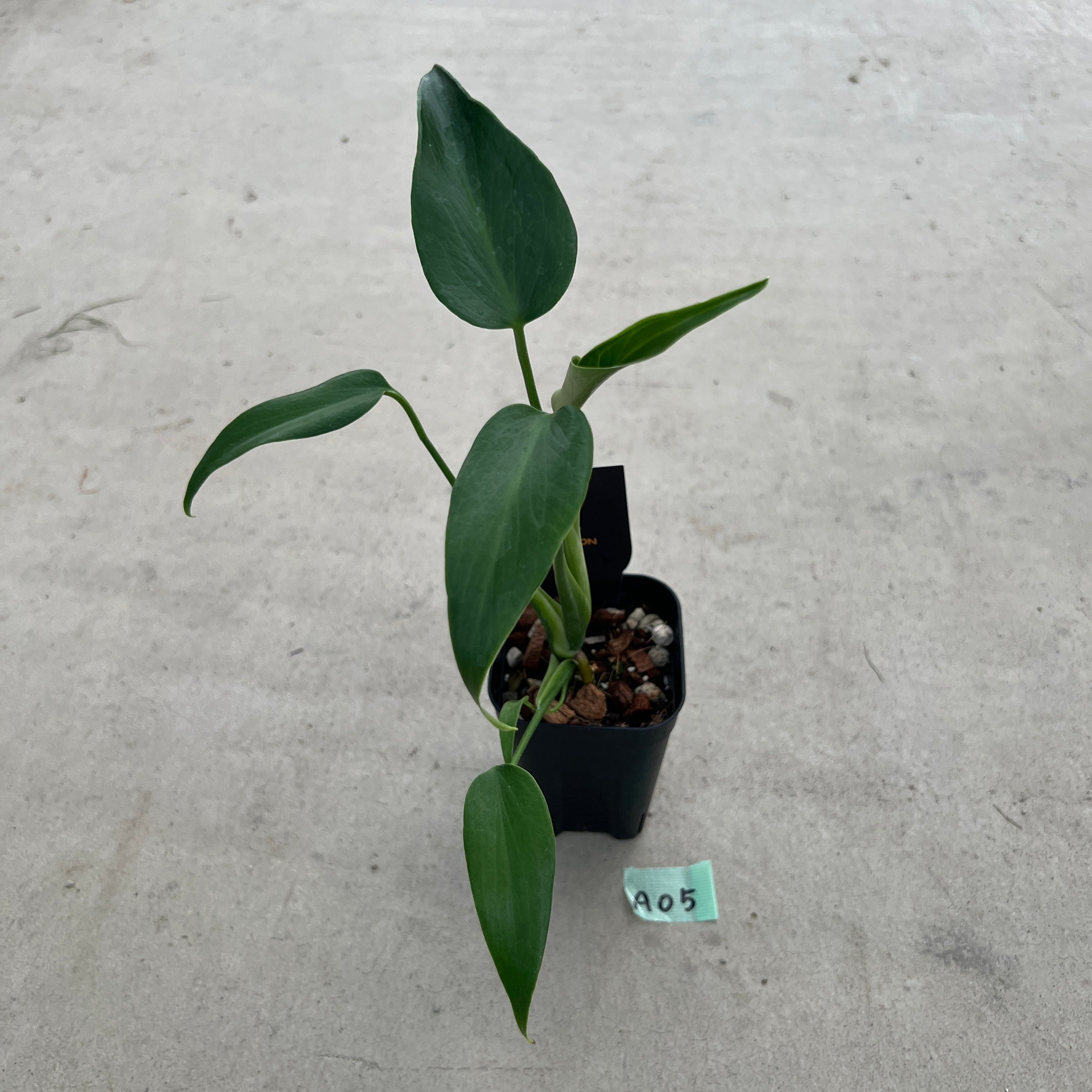 商品 – 植物家族