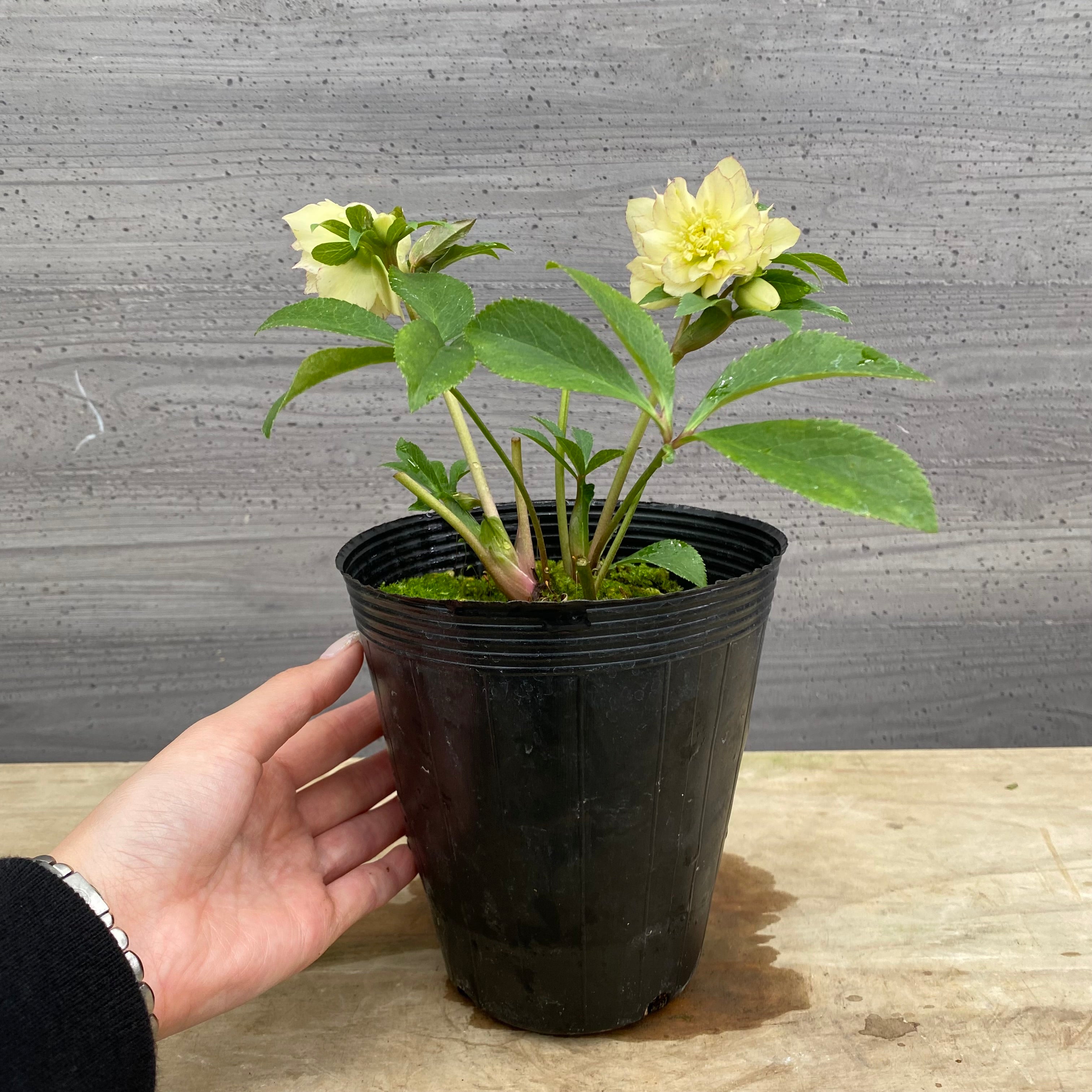 の*ん様 ☘️唯一無二☘️開花株❤️新芽しっかり元気株❤️3222⭐️SD⭐️ハ Pickup 全ての商品 – 植物家族