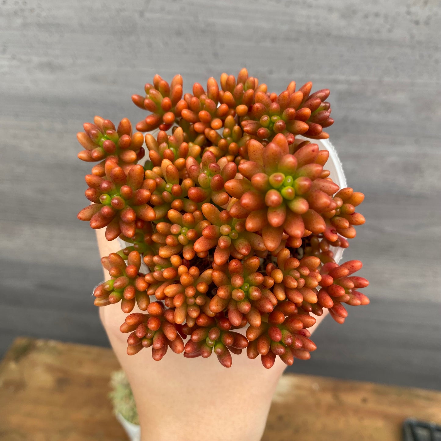 市場仕入れ即売会　No.25069　セダム　レッドベリー/オーロラ/虹の玉/姫秋麗　4種セット