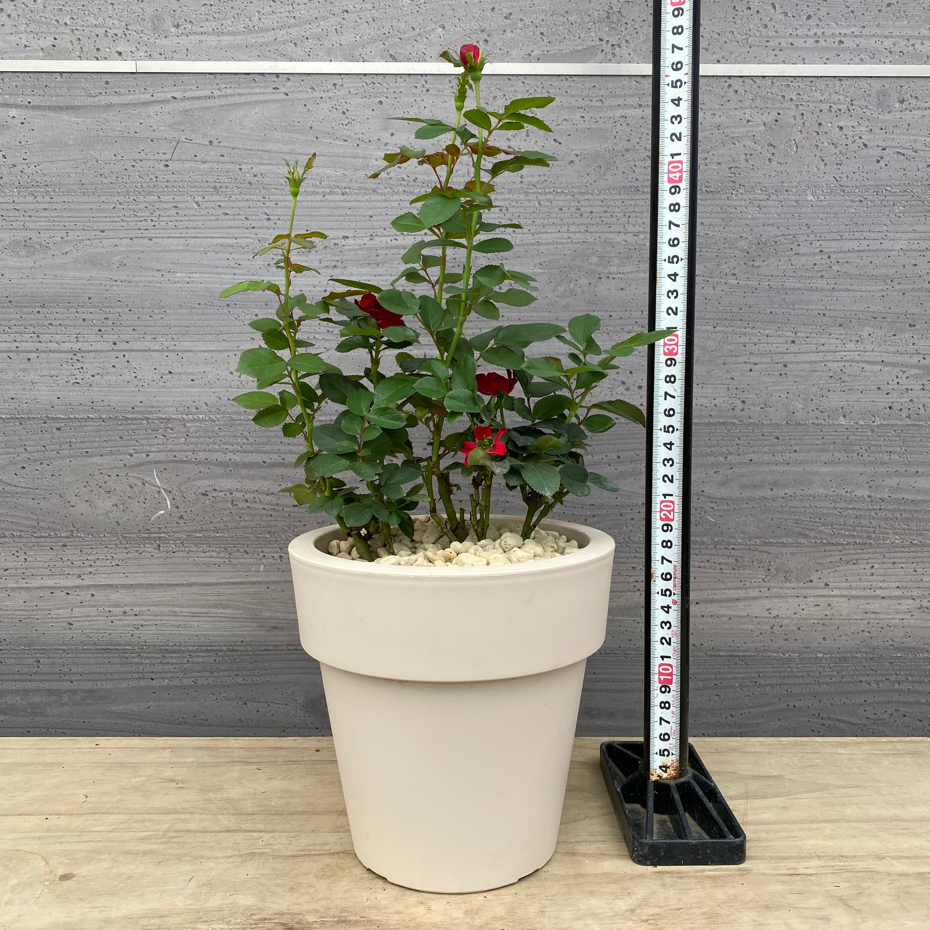 良質天然石様　多肉植物棚　GAI-W655A 良質天然石様 多肉植物棚 GAI-W655A 良質天然石様 多肉植物棚 GAI