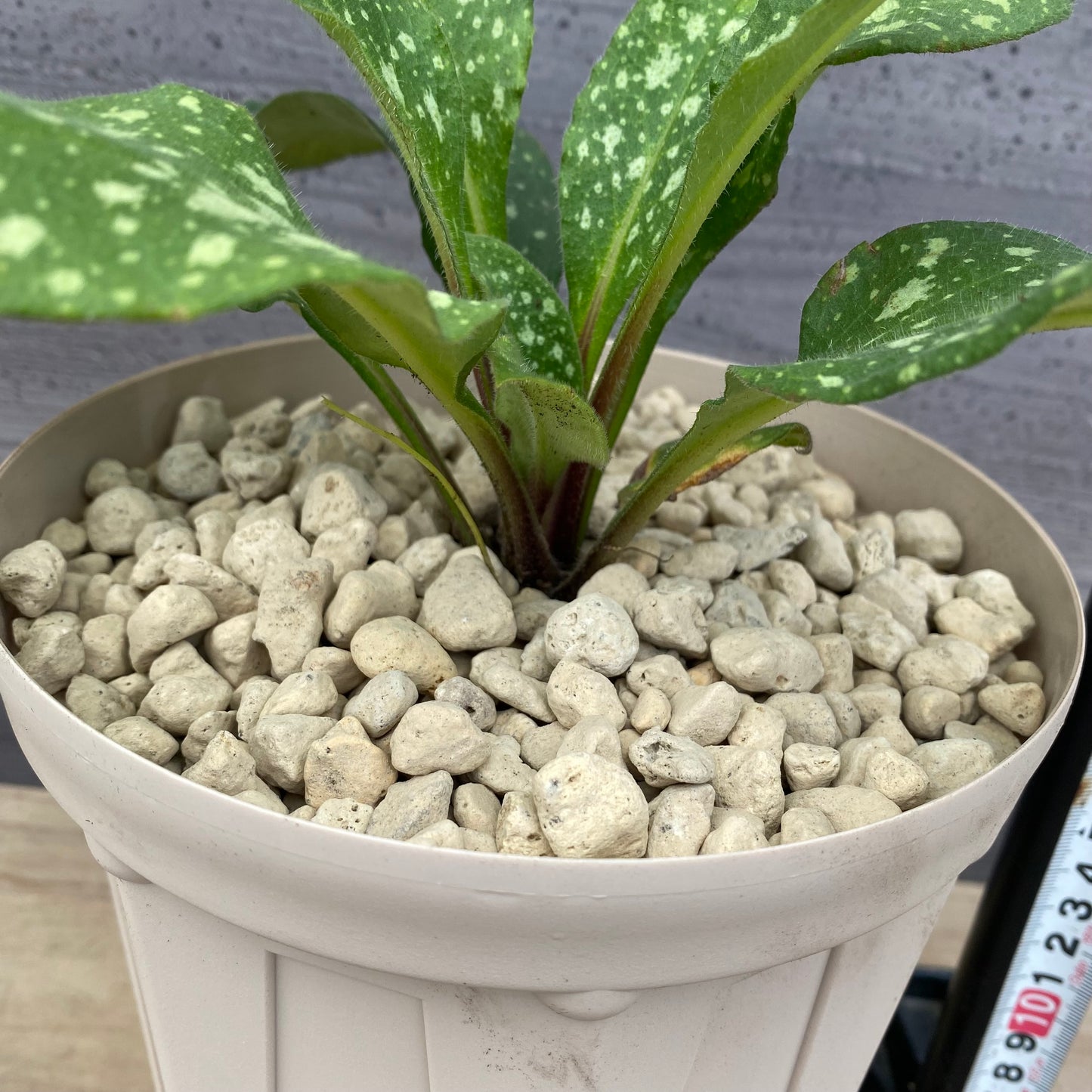 プルモナリア　ピンクブルー　6号スリット鉢/オリジナル色