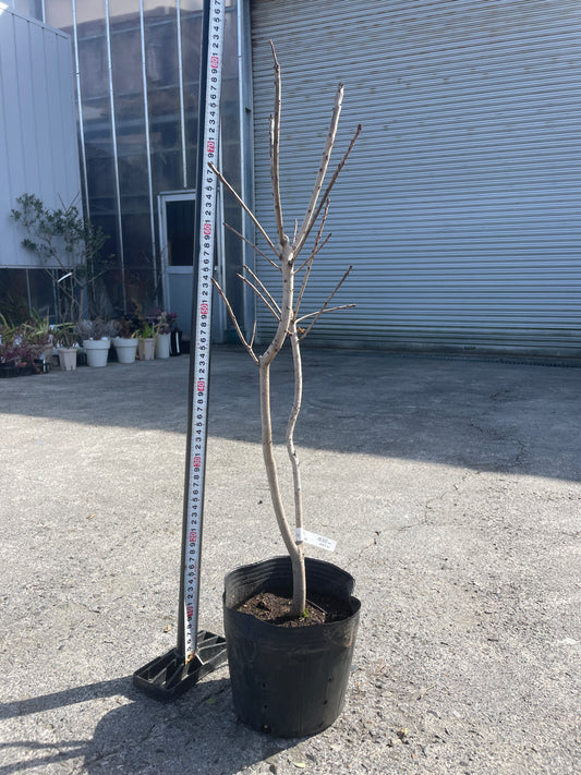 No.06034　岡本緑花　スモークツリー　ゴールデンスピリット　6号苗ポット