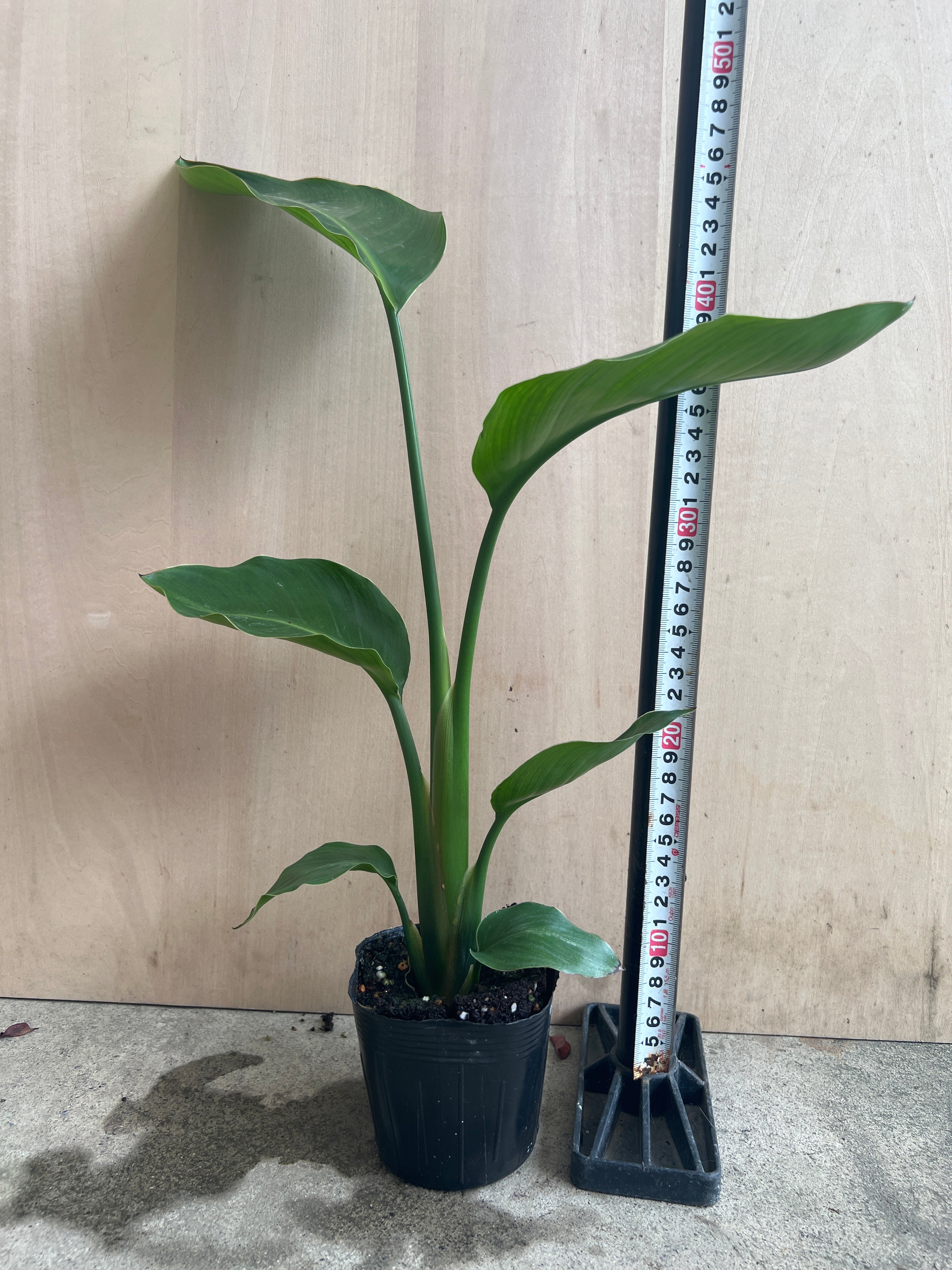 Pickup 全ての商品 – 植物家族