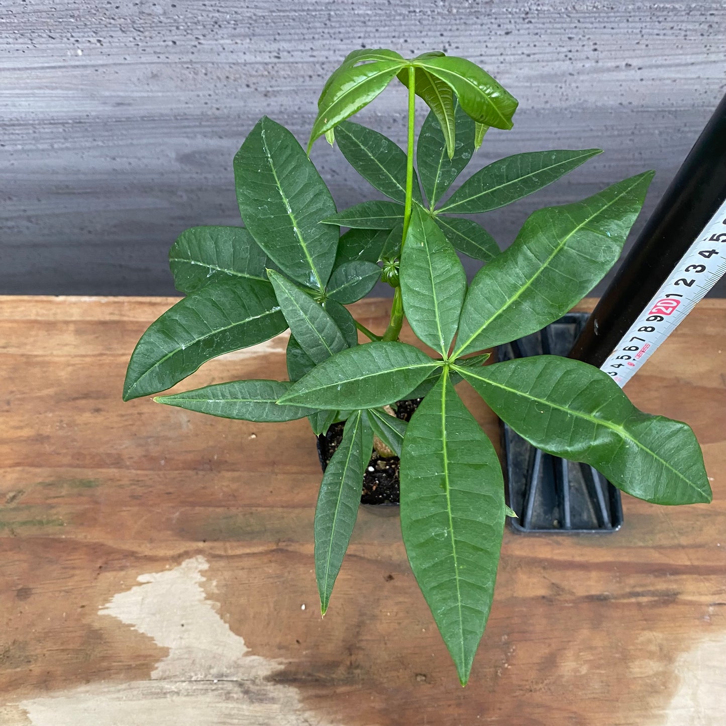 市場仕入れ即売会　No.25017　実生パキラ　2号苗ポット