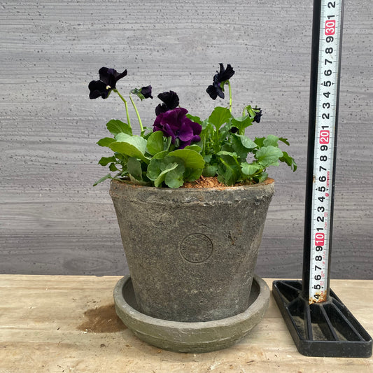 寄せ植えF キューガーデンポット