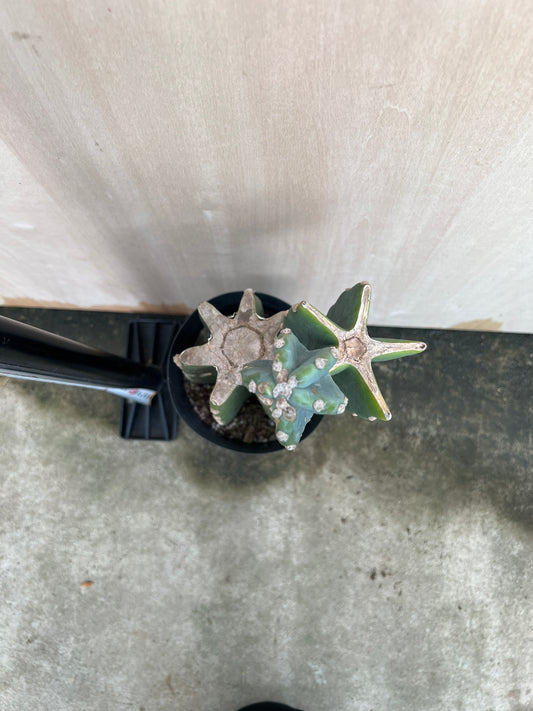 No.31035　柱サボテン　5号鉢