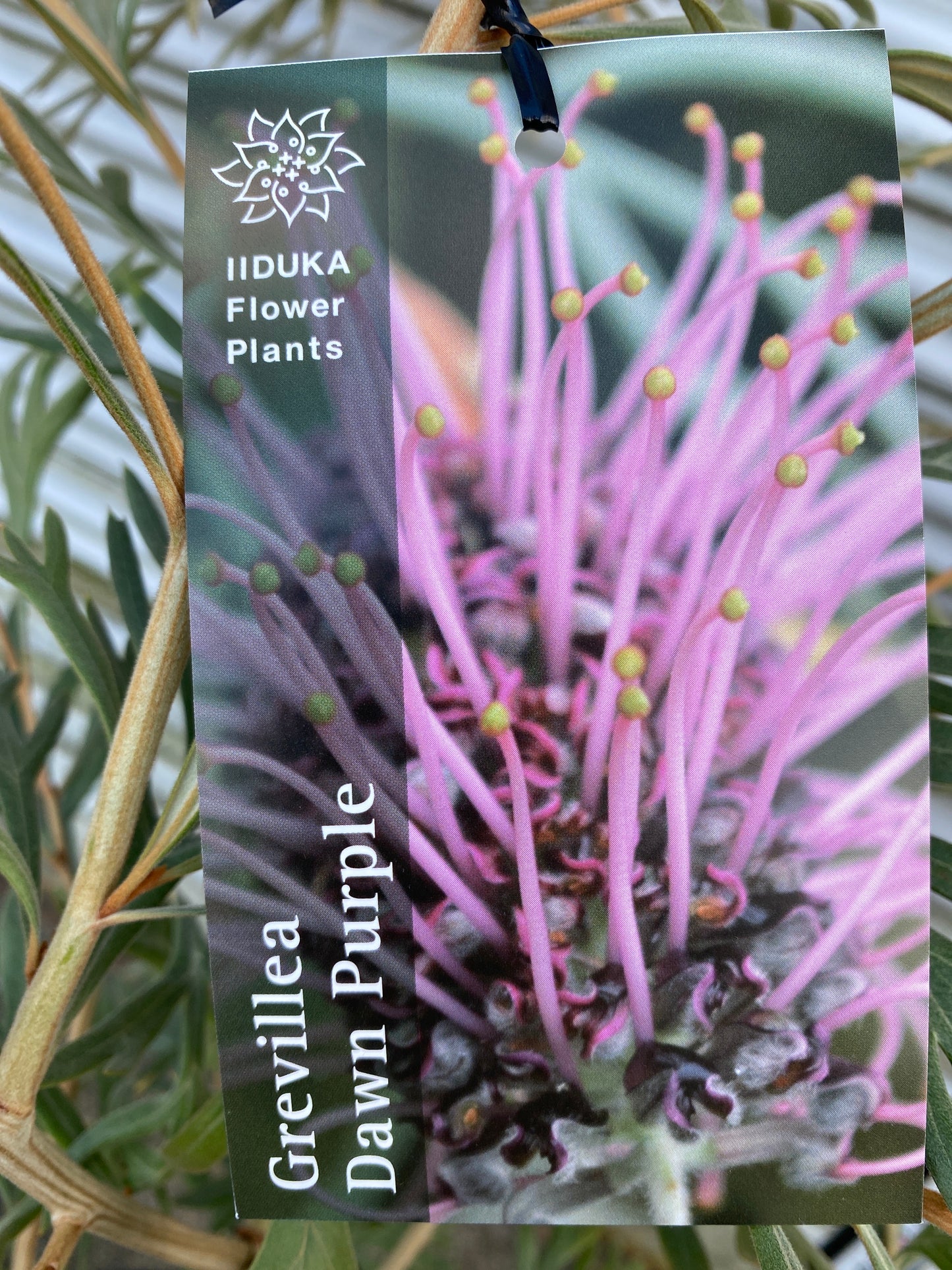 No.28034　グレビレア　ドーンパープル　5号鉢