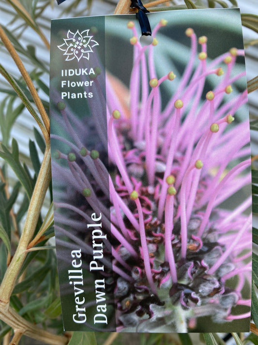 No.28034　グレビレア　ドーンパープル　5号鉢