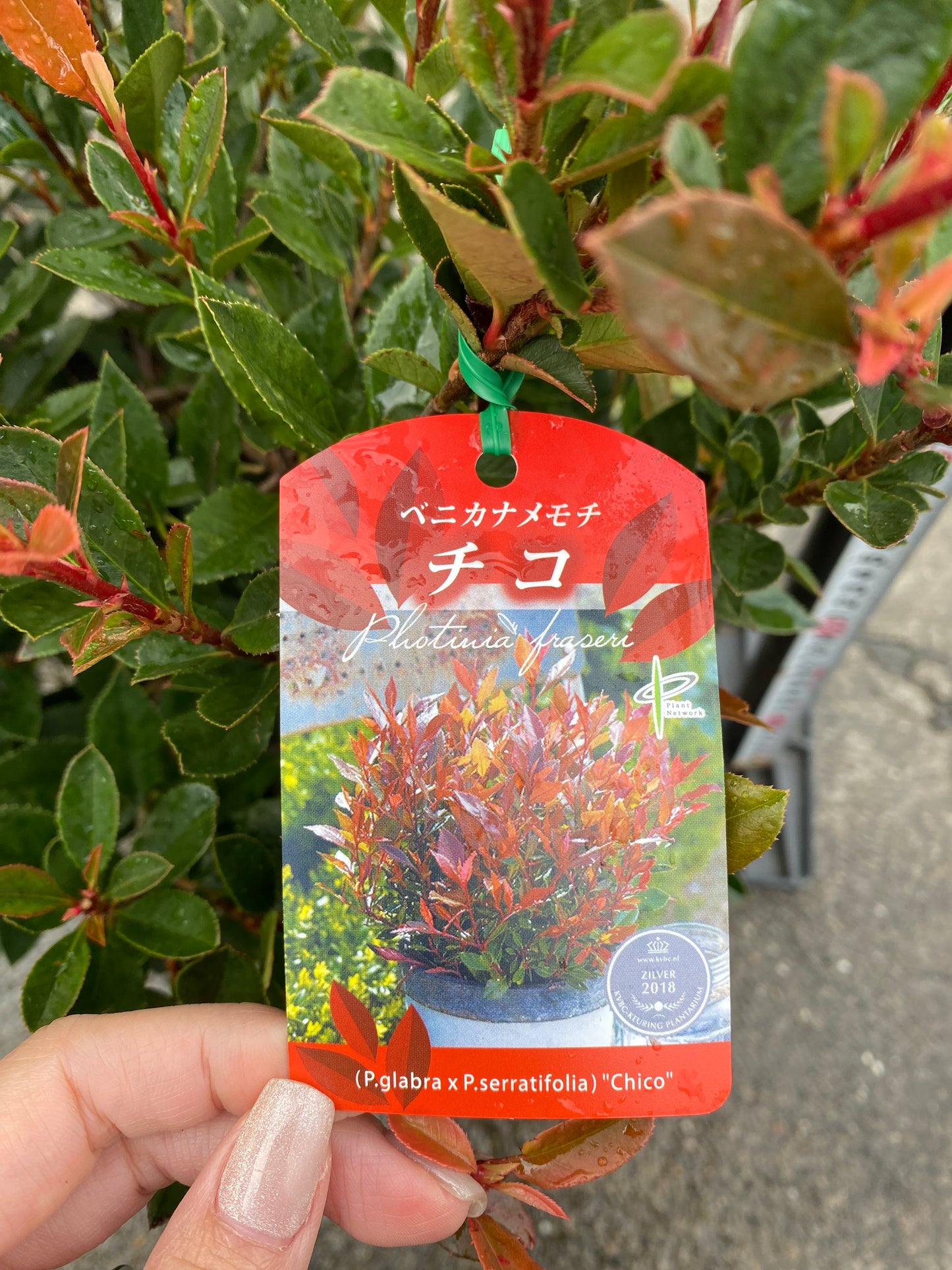 農場創業祭 No.26003　ベニカナメモチ　チコ　8号苗ポット