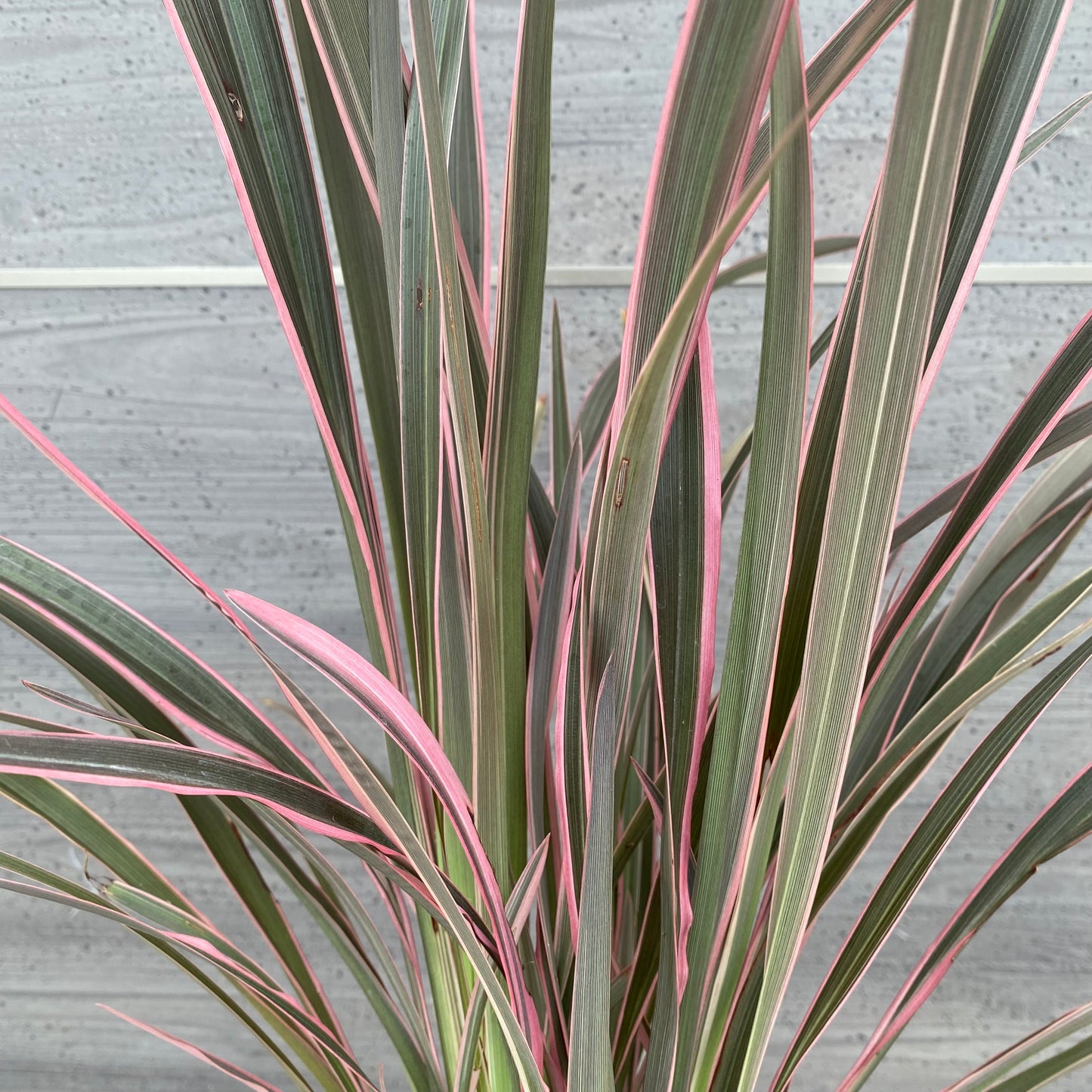 No.1304　ニューサイラン　ピンクストライプ　7号鉢