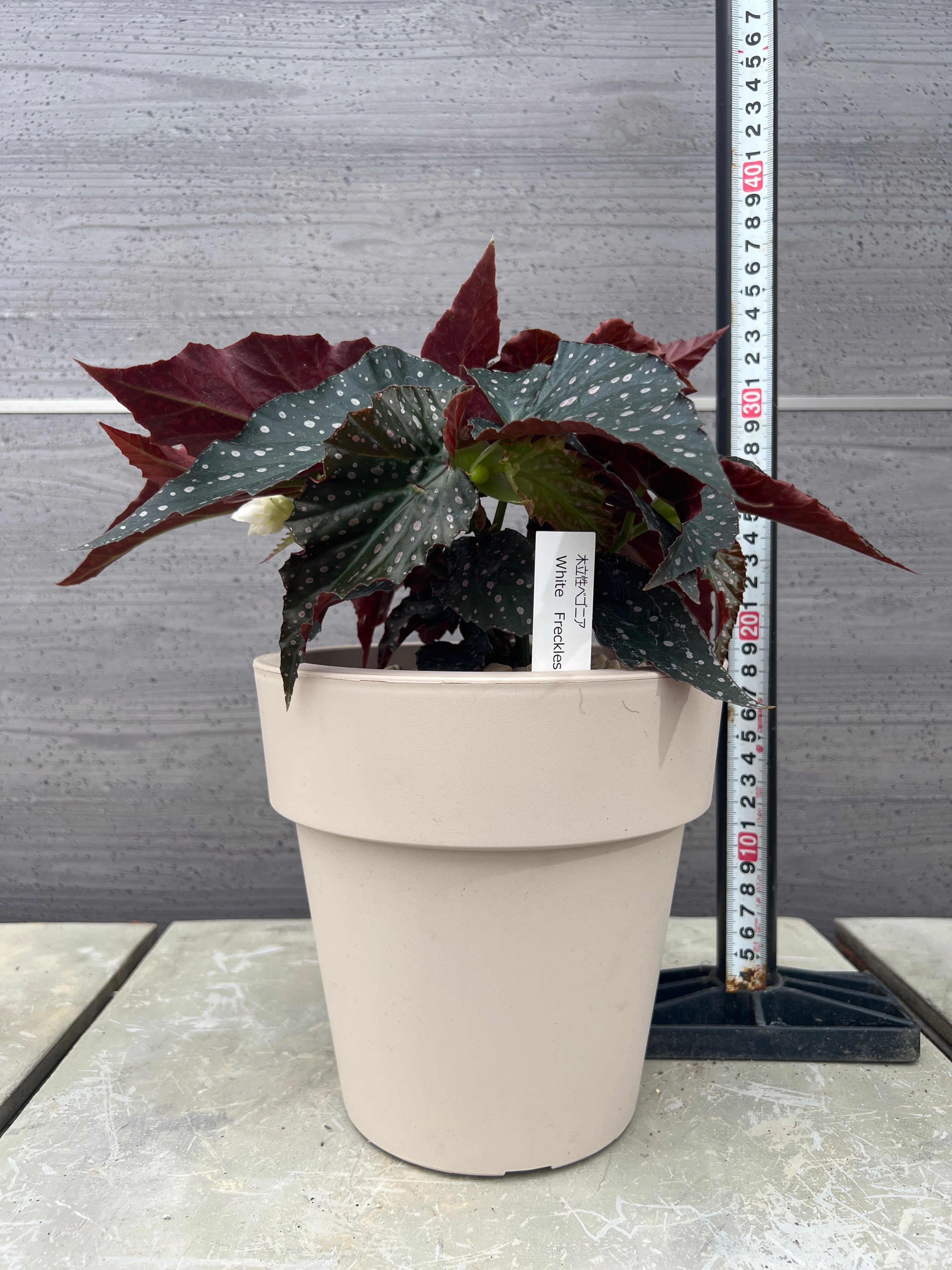 Pickup 全ての商品 – 植物家族