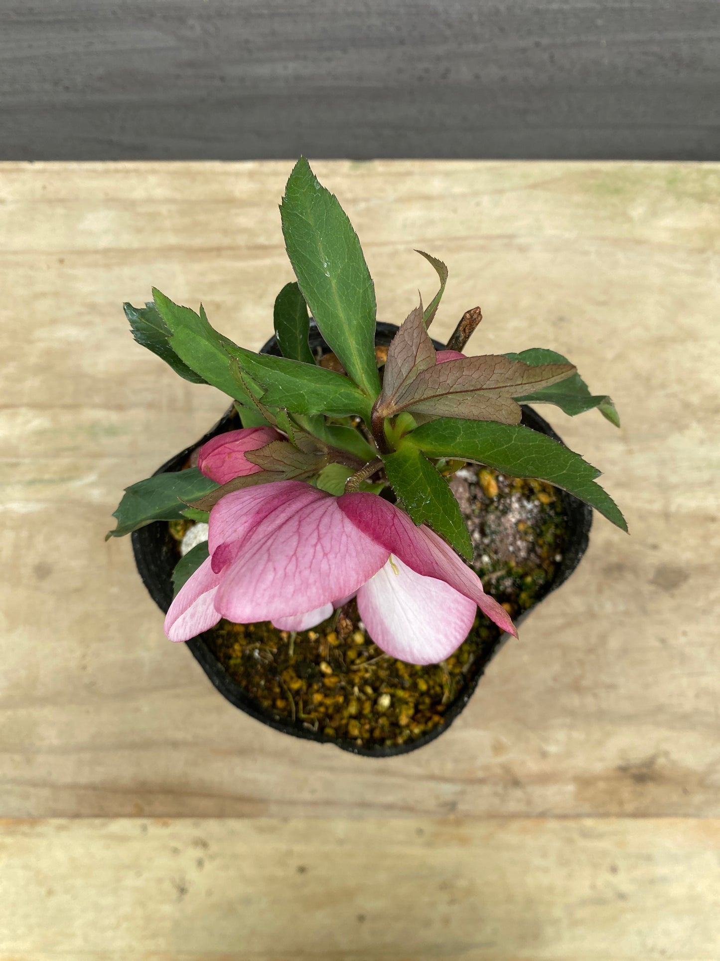 No.05085　横山園芸★クリスマスローズ　シングル咲き　5号苗ポット