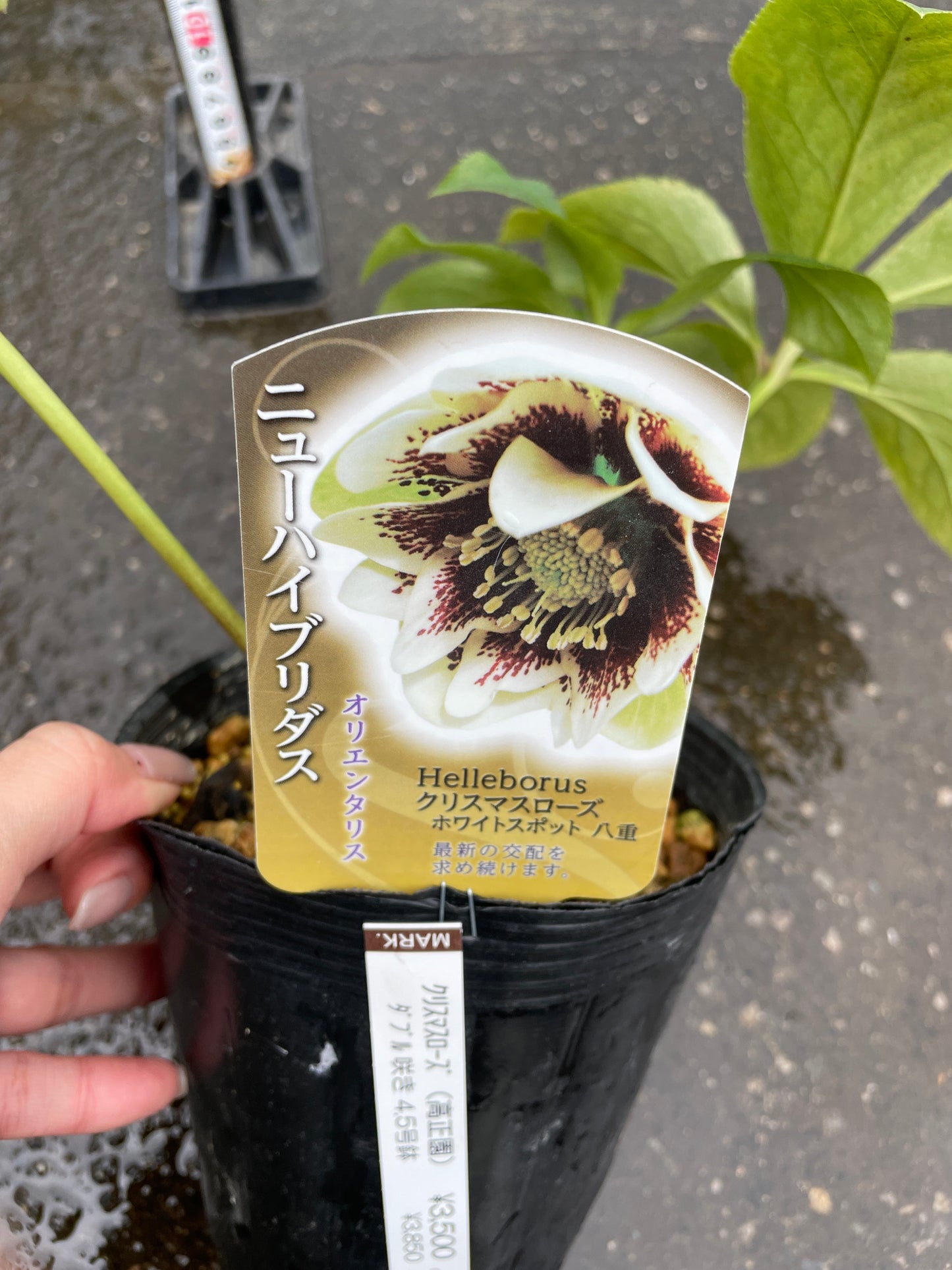 M44　クリスマスローズ　ホワイトスポット八重　4.5号苗ポット