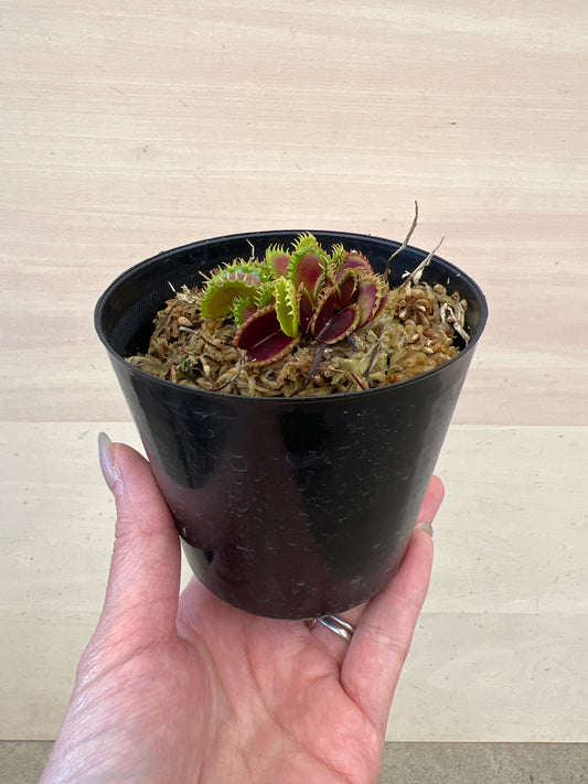 No.17039　食虫植物　ハエトリソウ（選抜品）　3号鉢