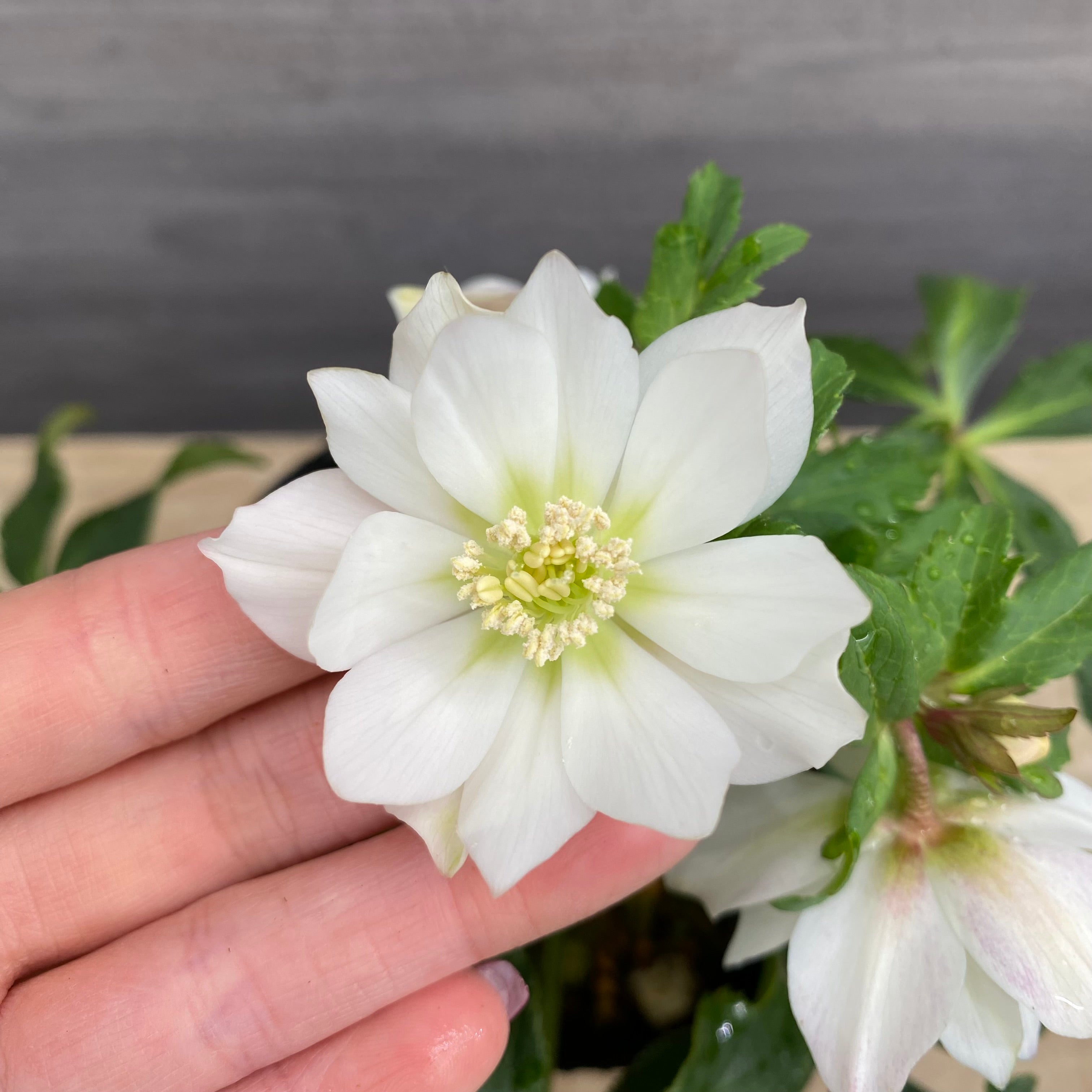 即売会 No.27081 クリスマスローズ ダブル咲き 4.5号苗ポット – 植物家族