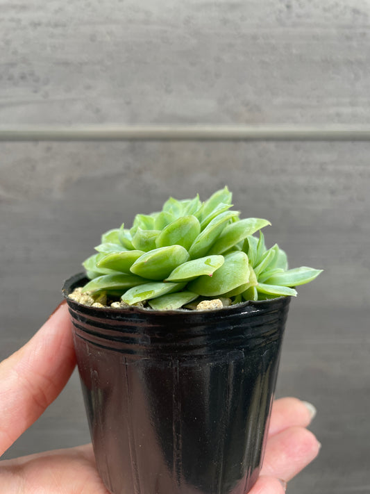 エケベリア　バイオレットクィーン　2号苗ポット　B