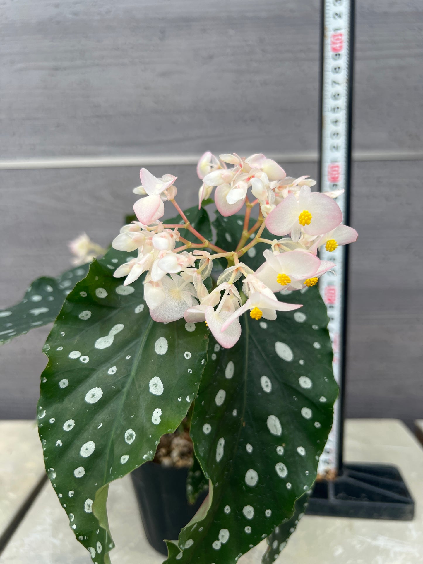 花郷園★木立性ベゴニア　Annan Grace　3.5号苗ポット