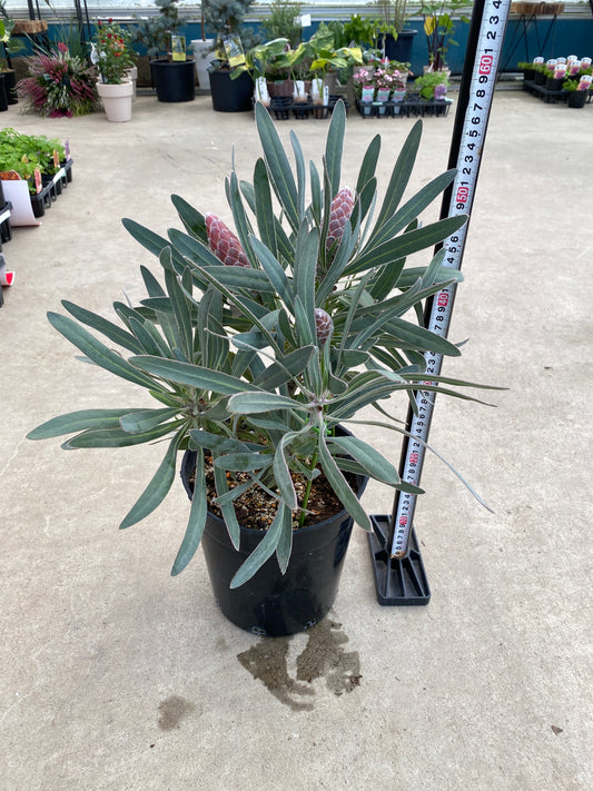 No.28040 プロテア ピクシー 7号鉢