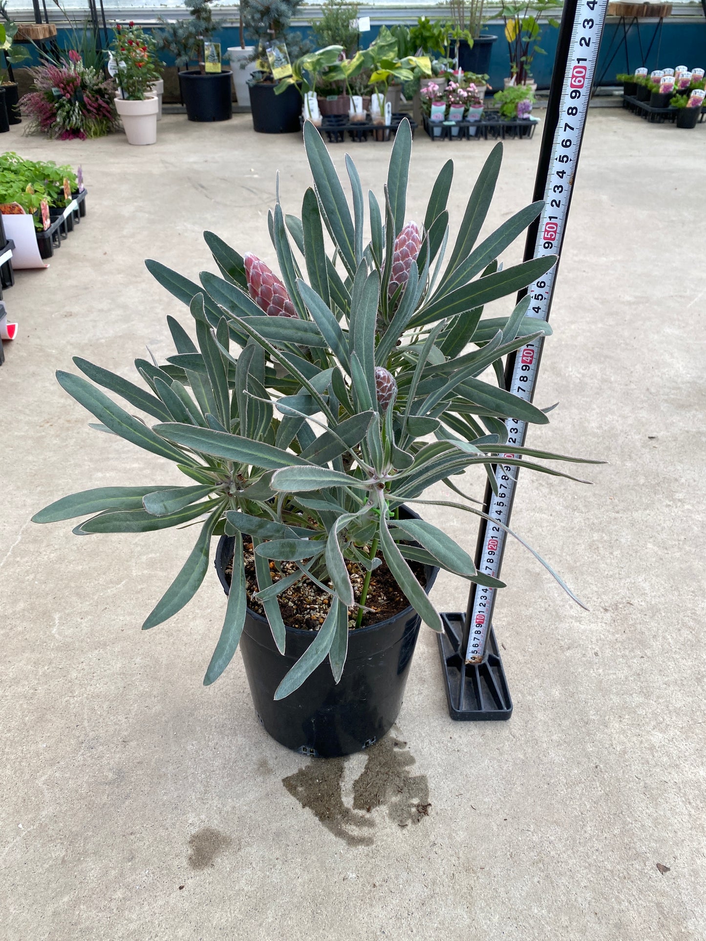 No.28040　プロテア　ピクシー　7号鉢