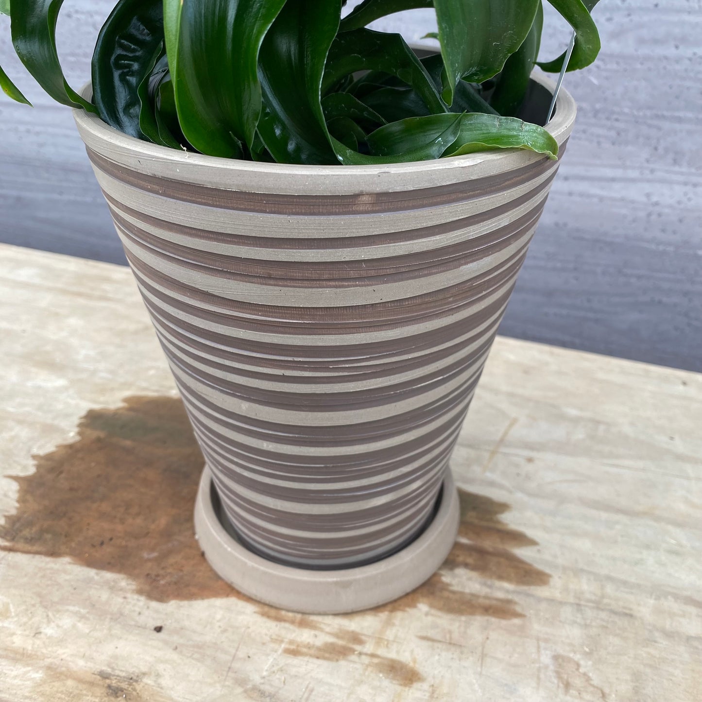 No.1305　ドラセナ　トルネード　5号鉢　茶ポット　受け皿付き