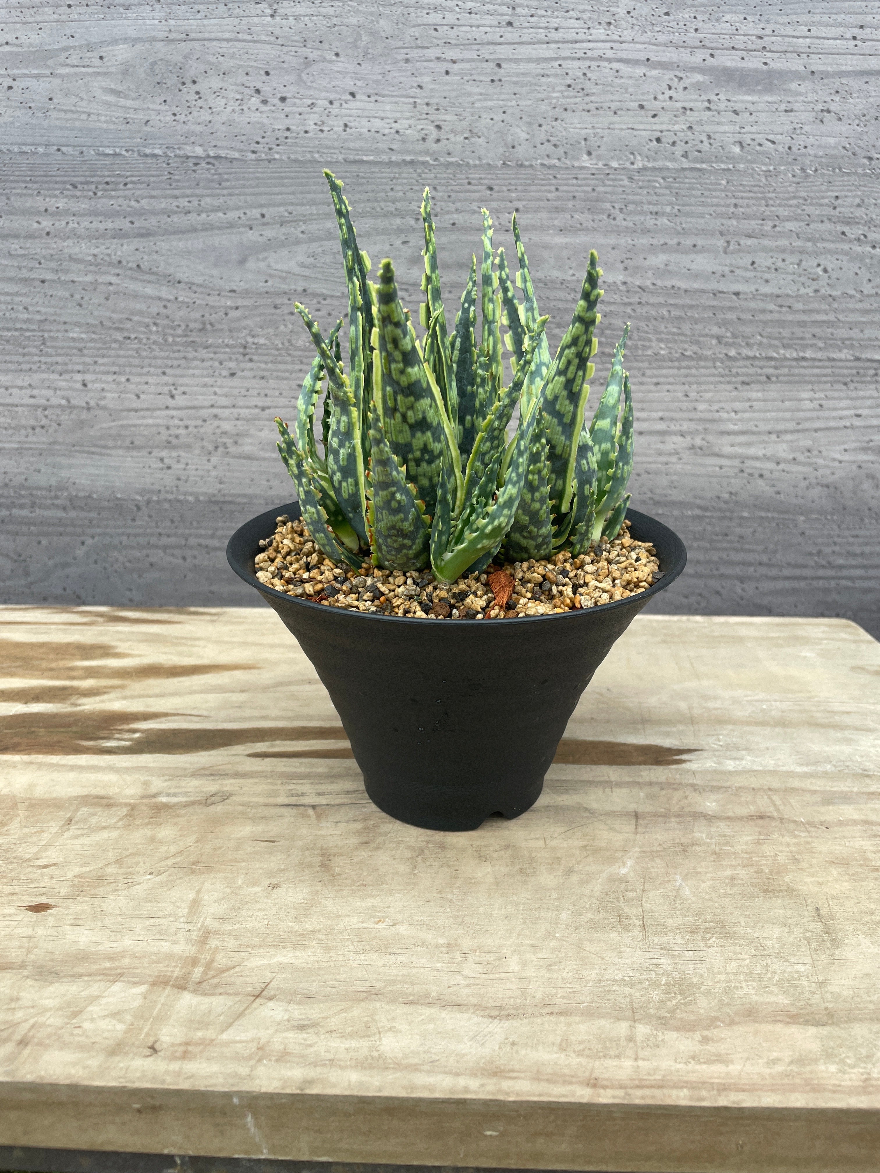 植物家族