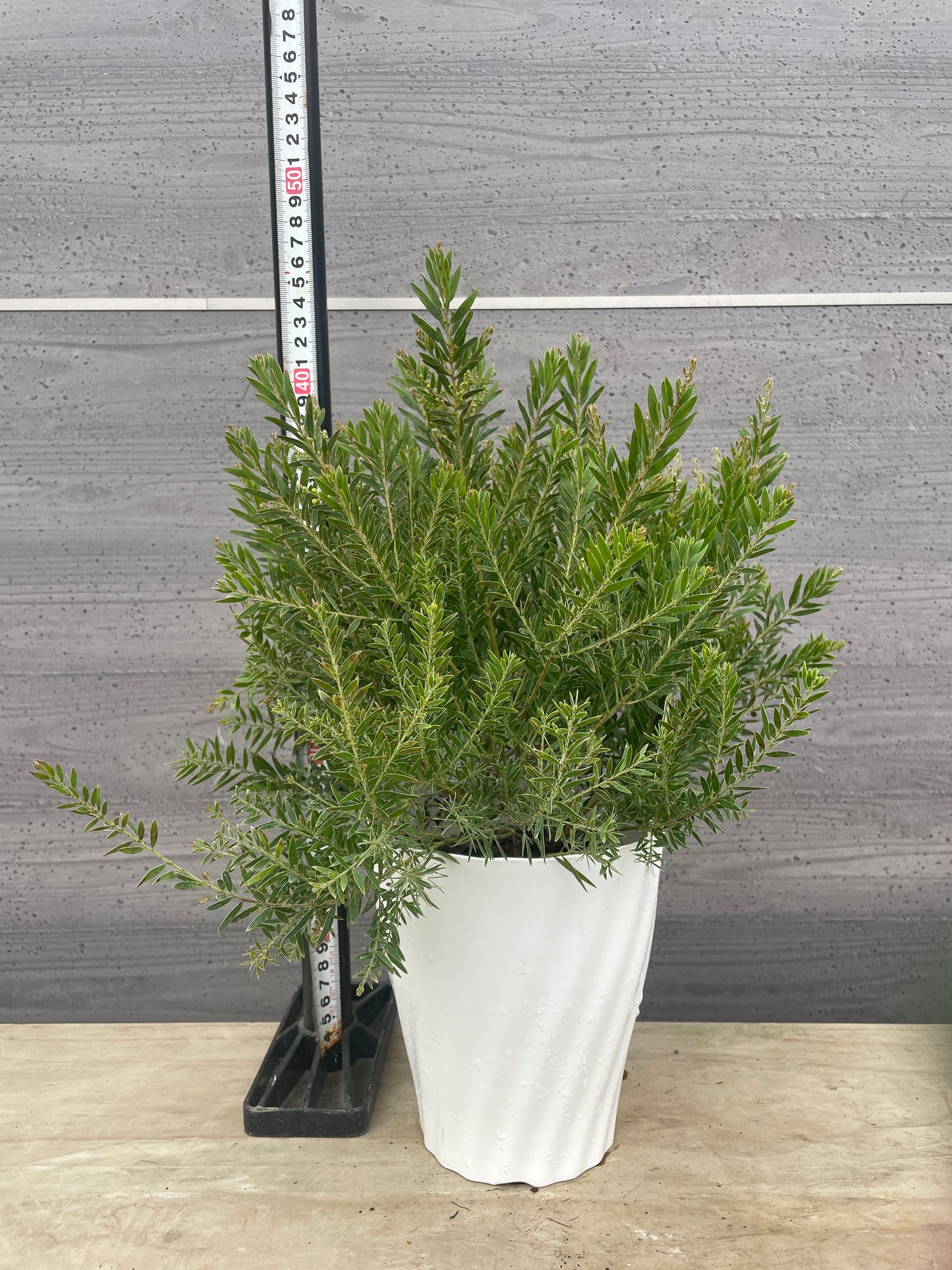 No.06015　アカシア　テレサ　5号鉢