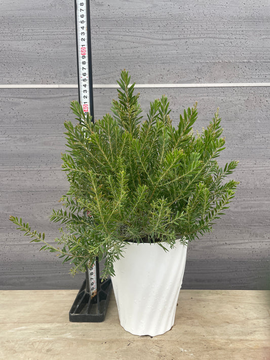 No.06015　アカシア　テレサ　5号鉢