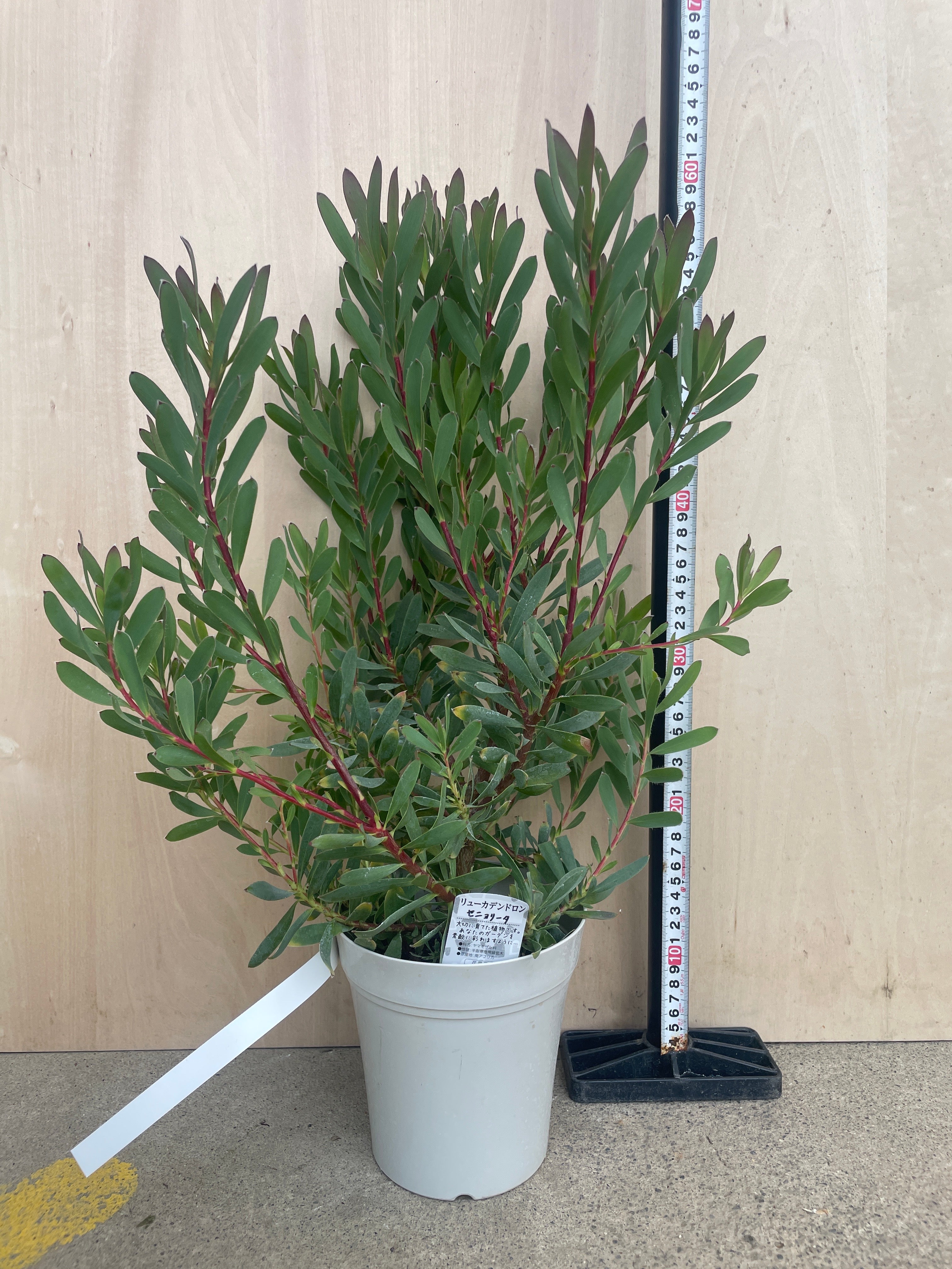 Pickup 全ての商品 – 植物家族