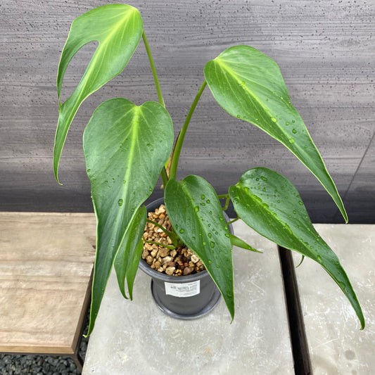 モンステラ　バールマルクスフレイム　SMOKED PLANTER