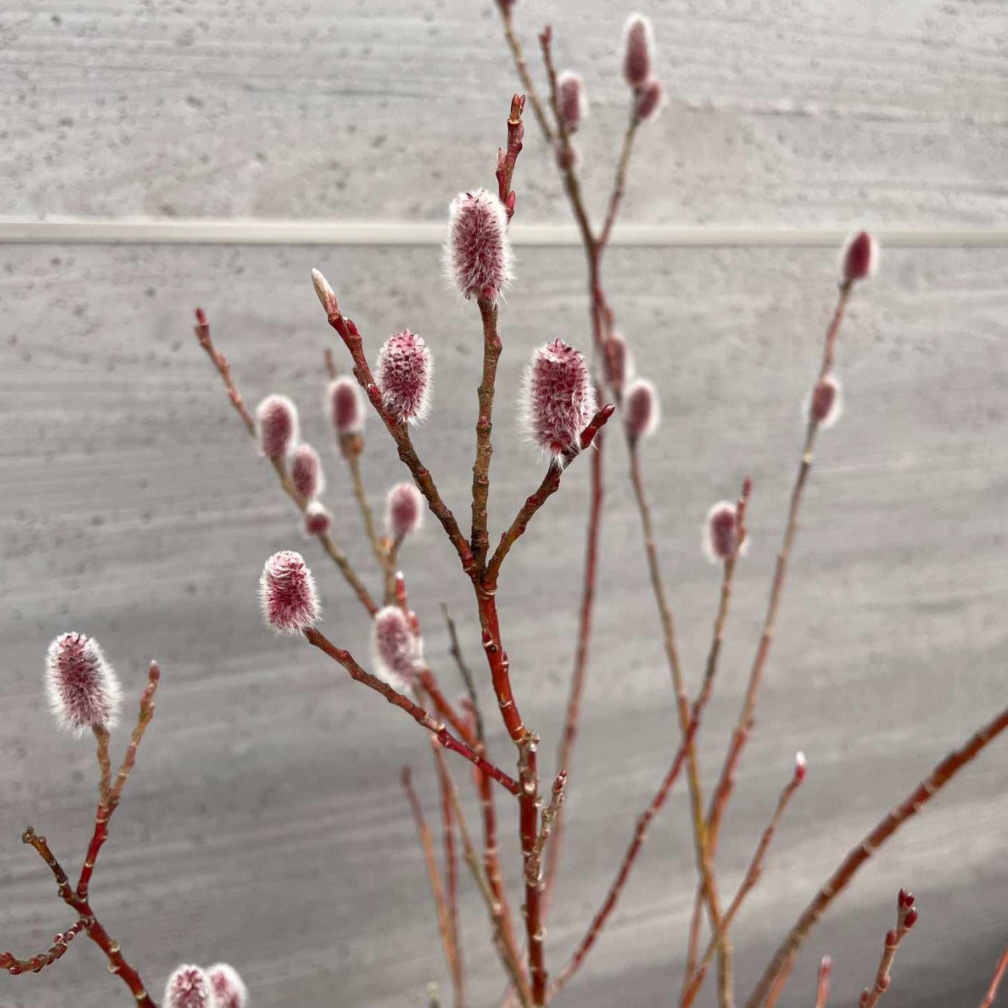 No.27006　ネコヤナギ　5号苗ポット