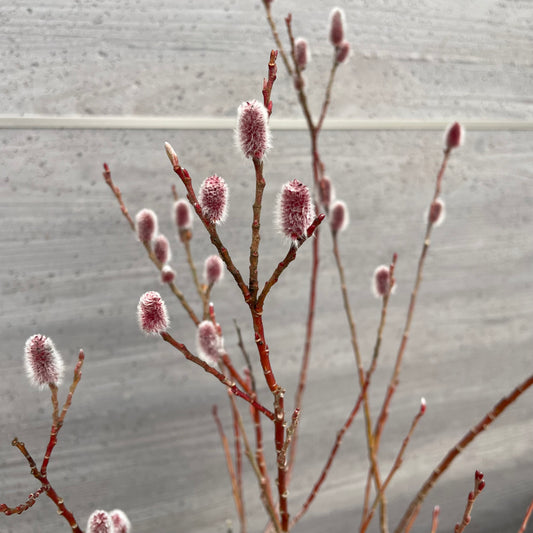 No.27006　ネコヤナギ　5号苗ポット